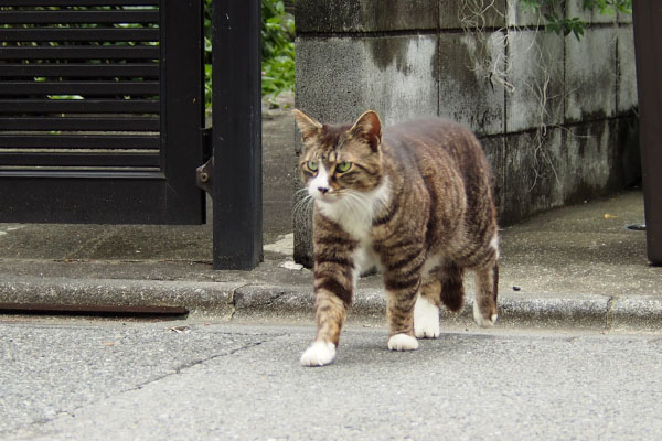 ゆっくり出て来る　アシメ
