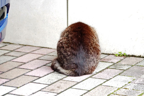背中　アシメ