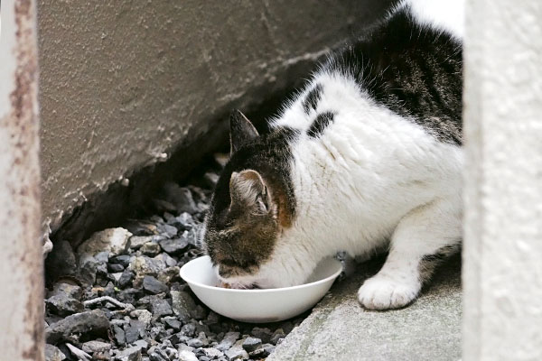 食べる　しぐれ