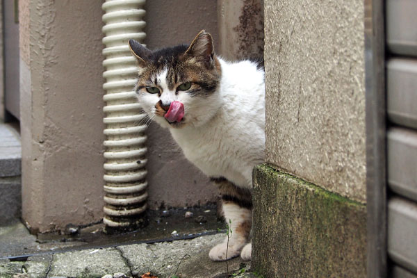 ごちそうさま　しぐれ