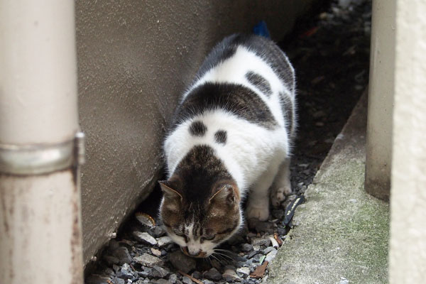 背中の柄　しぐれ