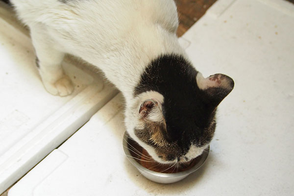 ウェット食べる　しろまる