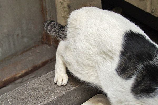 後ろ足踏ん張って　しろまる