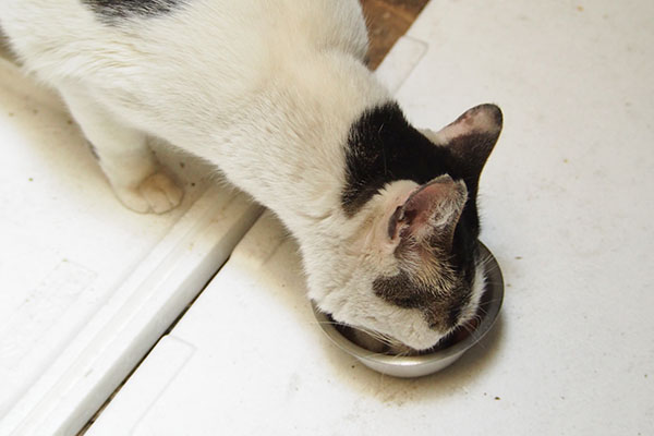 完食の勢い　しろまる