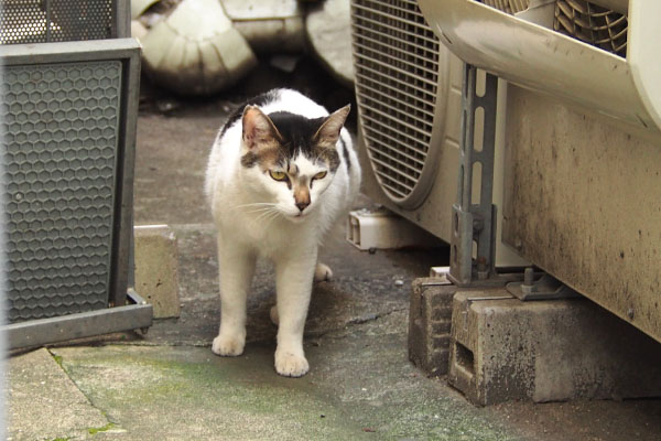 ふいぃ～　しろまる