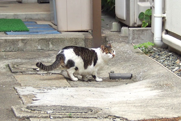 猫が見えるのか　セイ