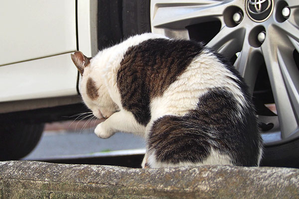 食後のセイ