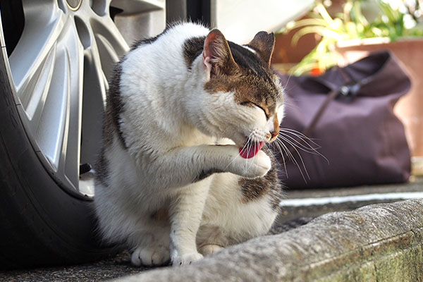 目がかわいい　セイ