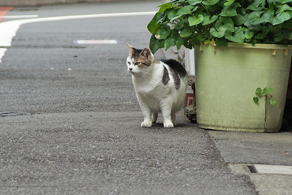 出掛けるのか　ケイ