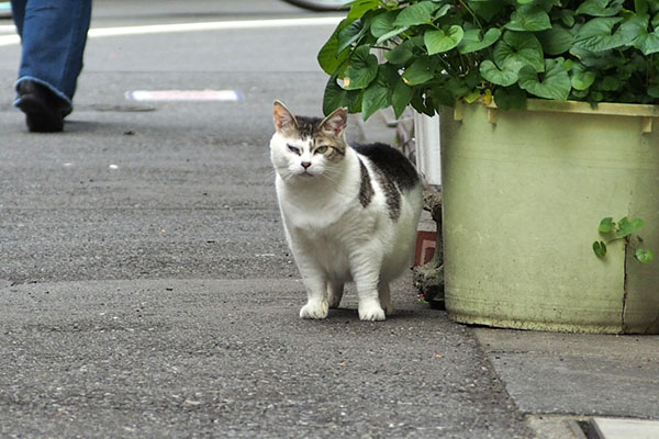 予定変更か　ケイ