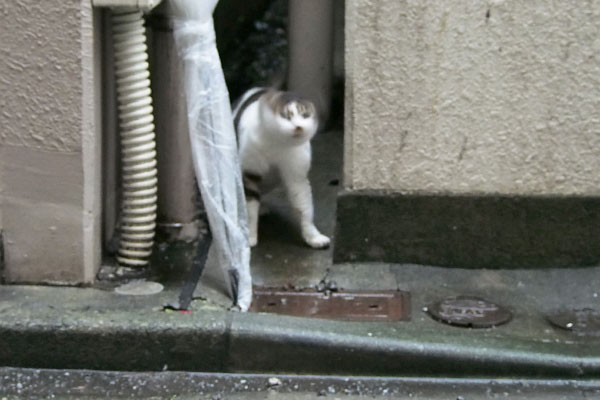 ぶるぶる～２　しぐれ