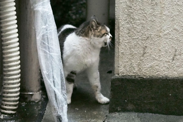 雨の日　しぐれ