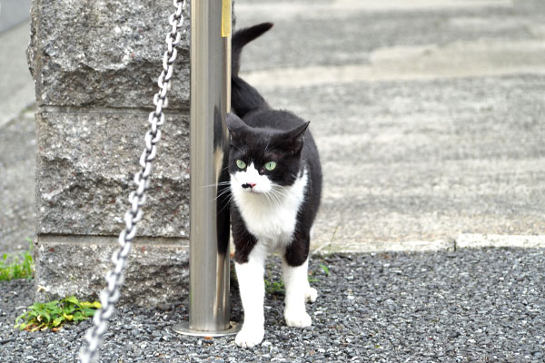 登場　こまち