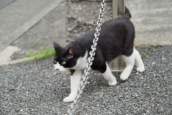 あっちにゃ　こまち