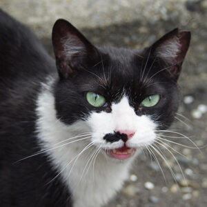 ここで食べますにゃ　こまち