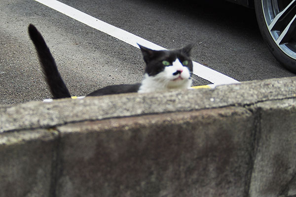 塀を乗り越える　こまち