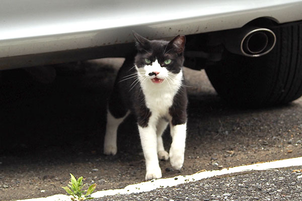車の下から　こまち