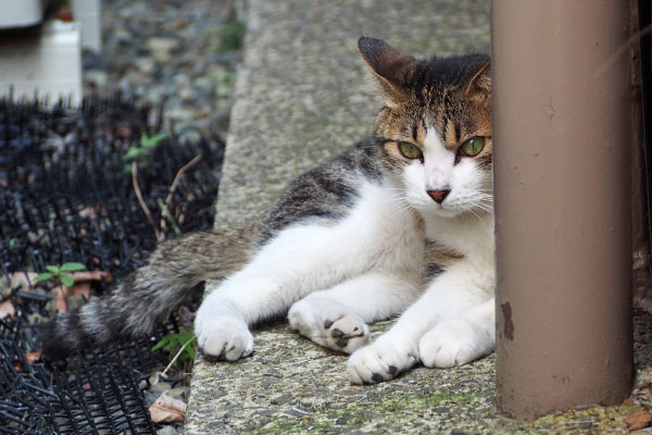 あいつが　コルビ