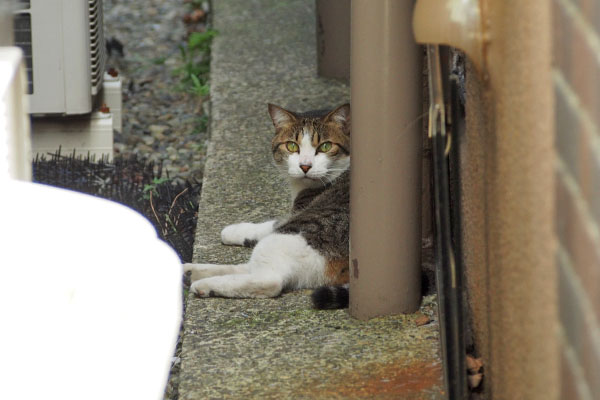 手前に　コルビ
