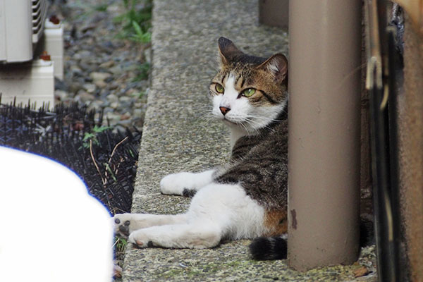 きょうも居るにゃ　コルビ