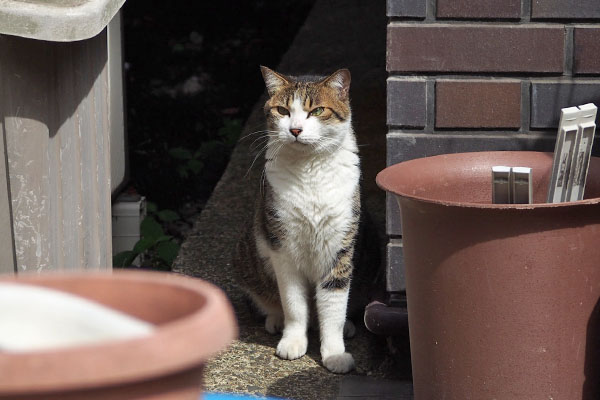 やっぱ居る　コルビ