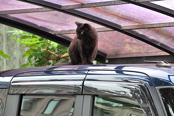 車の上　キト