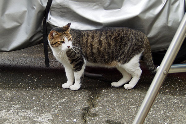 ふに　コルビ