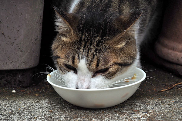 食べる　コルビ