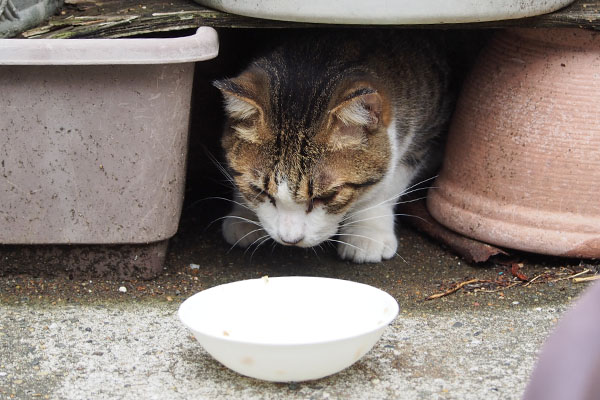 完食　コルビ