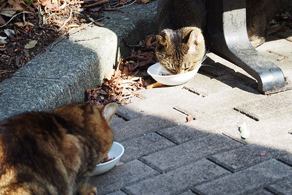 向かい合って食べるアビとクラタン２