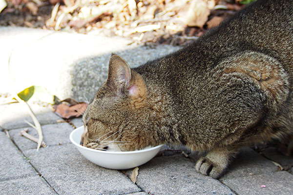 まだ食べてるアビ