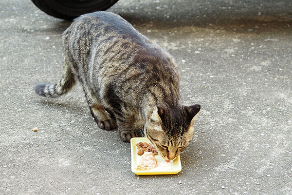 食べるシマヲ