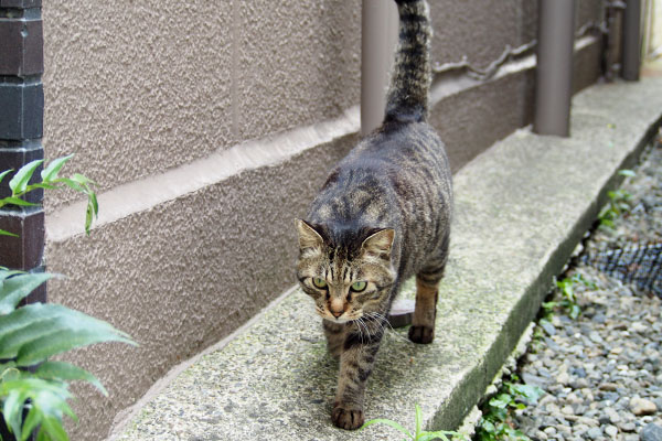 そっちへ　シマヲ