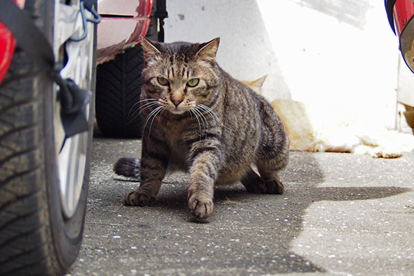 移動する　シマヲ