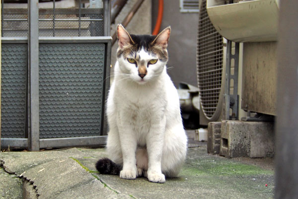 終わり？　しろまる
