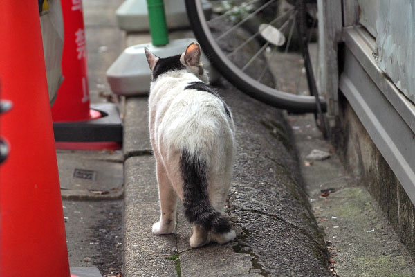 どこへ　しろまる
