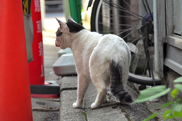 ビルの隙間見る　しろまる