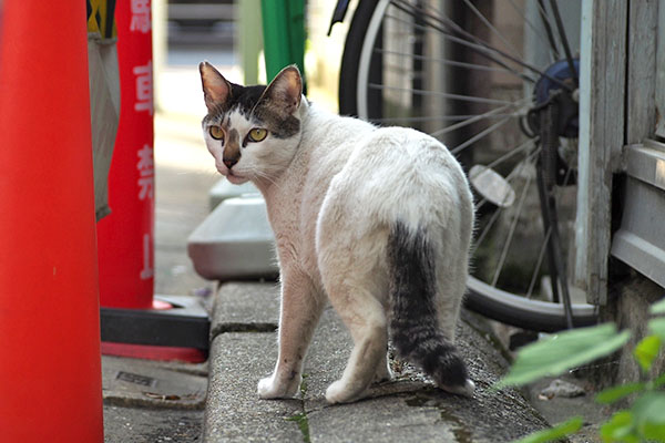 また振り返る　しろまる
