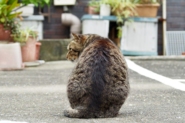 シマヲ　ん？