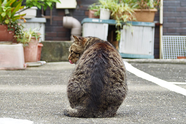 シマヲ　んん？ぺろ