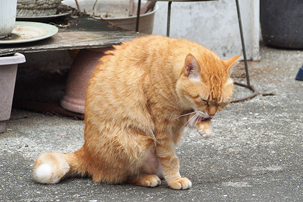 そらちゃん　ぺーろ