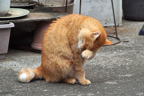そらちゃん　こしこし