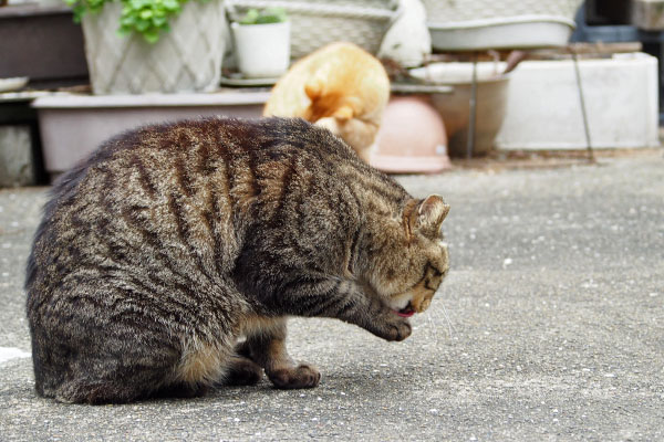 シマヲ　真剣に