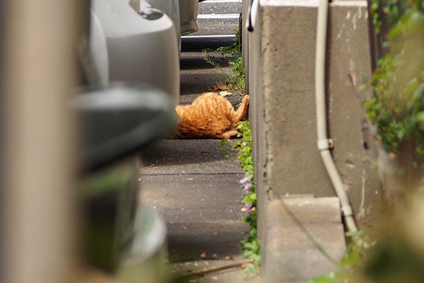 あんよ壁に　ルーカス