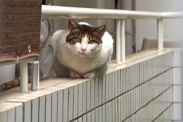 見てる　ルーフ