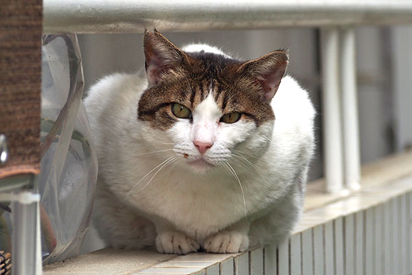 時間を掛けて見るルーフ