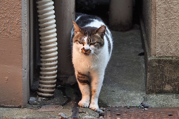 ちょっとそこの　しぐれ