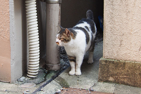 通行人見て　しぐれ