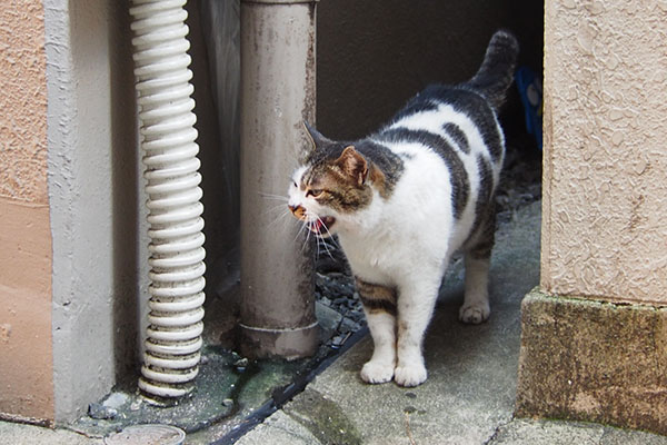 吠える　しぐれ