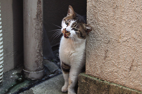 首が痒い　しぐれ